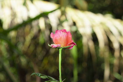 Close-up of pink flower