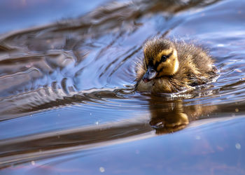 Duck swimming in lake