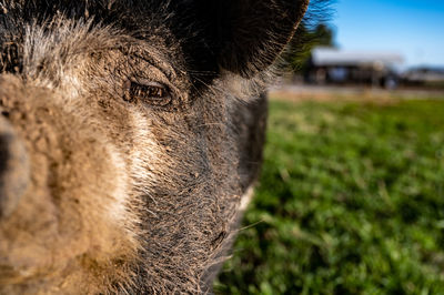 Close-up of a horse on field