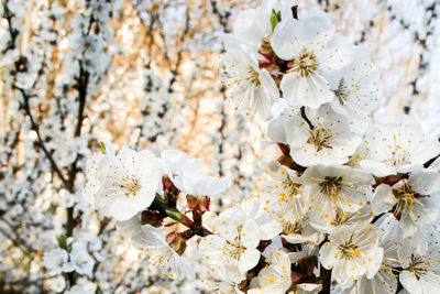 Close-up of white flowers on tree