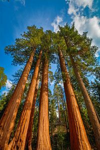 Low angle view of trees against sky