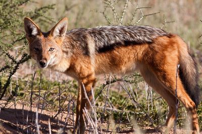 Portrait of black-backed jackal standing on field