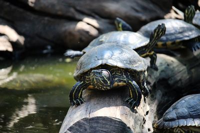 Close-up of turtle in the lake