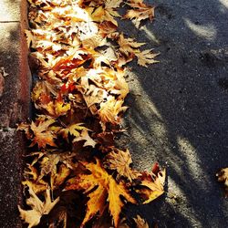 Close-up of fallen maple leaves
