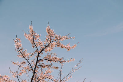 Low angle view of flower tree against clear sky