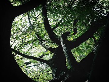 Low angle view of trees in forest