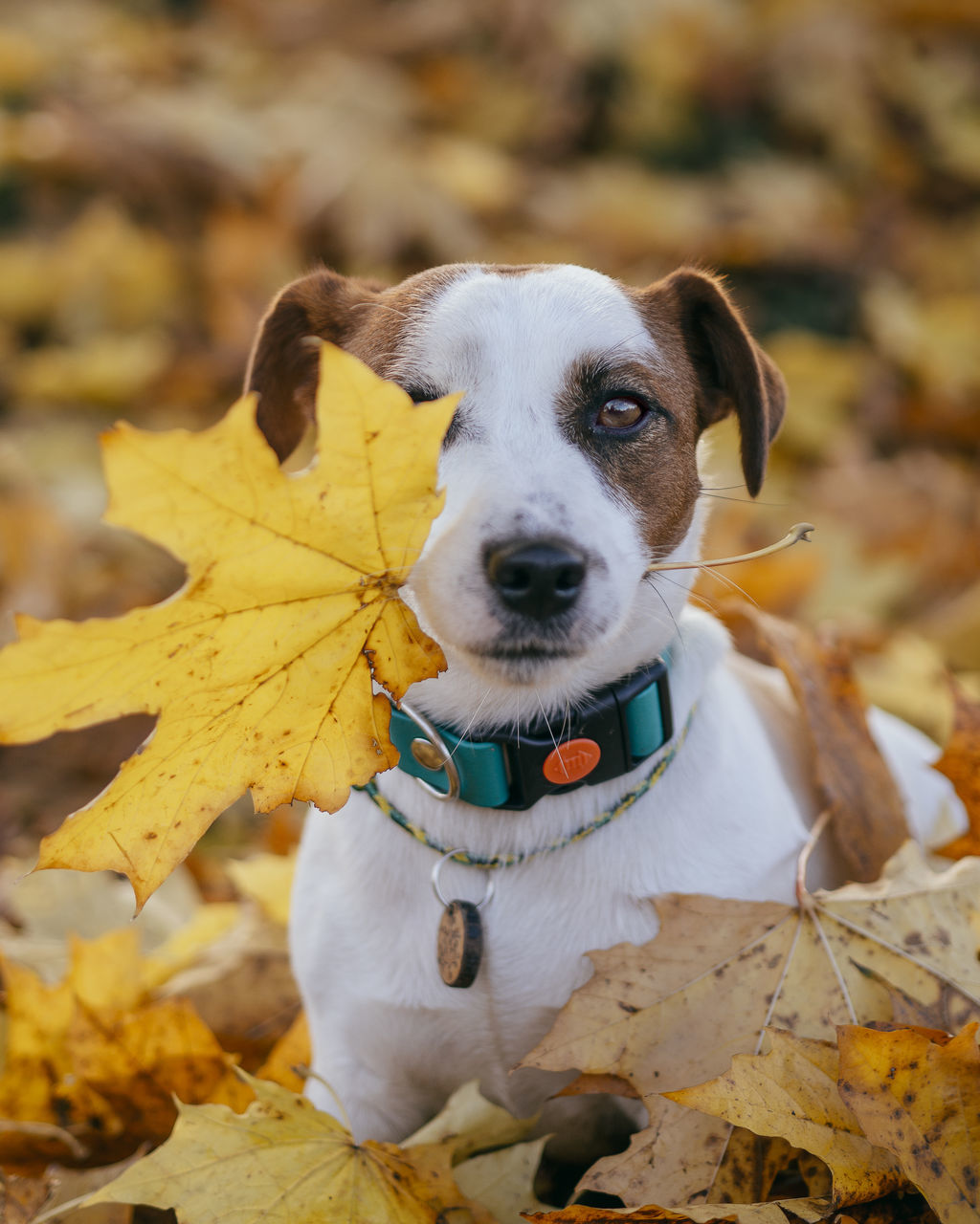 PORTRAIT OF DOG