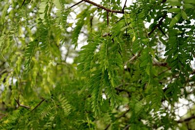 Close-up of raindrops on pine tree