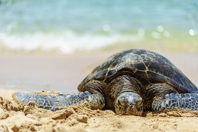 View of an animal on beach