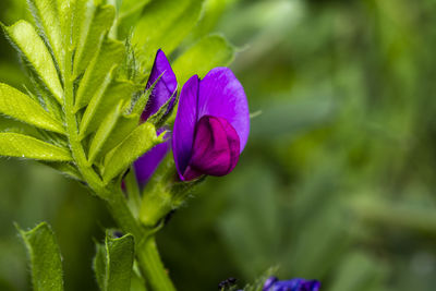 Close-up of wild pea flowers