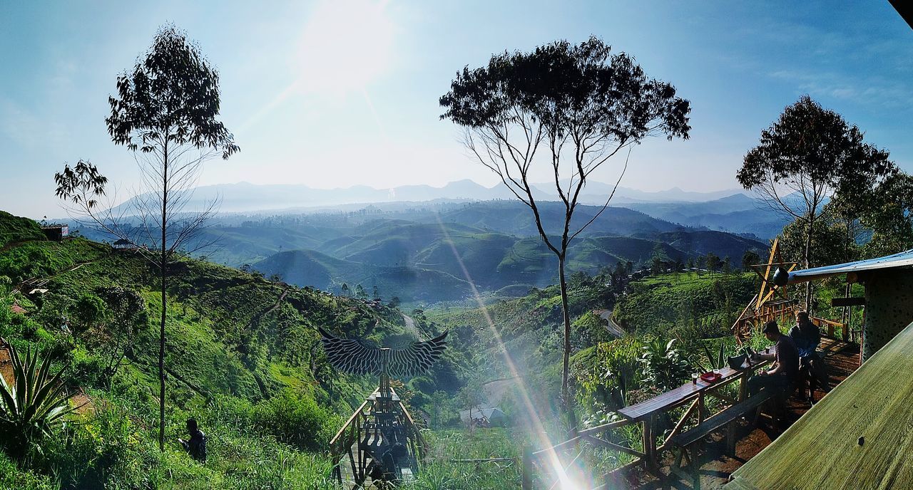 PANORAMIC SHOT OF TREES AND PLANTS AGAINST SKY