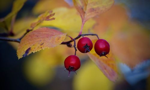 Close-up of cherries