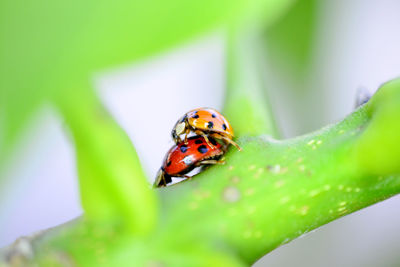 Close-up of ladybug on leaf