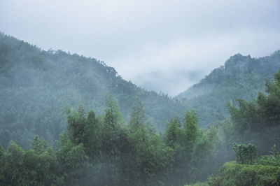 Trees in forest against sky during foggy weather