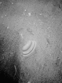 High angle view of crab on sand