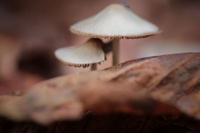 Close-up of mushroom growing on field