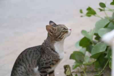 Close-up of cat sitting outdoors