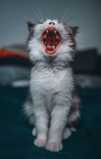 Close-up of cat yawning