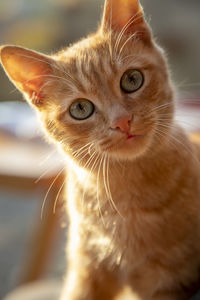 Close-up portrait of a cat