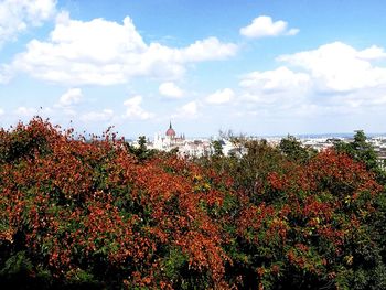 Plants growing on field against cloudy sky