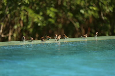Birds flying over lake