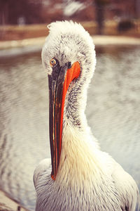 Close-up of duck in lake