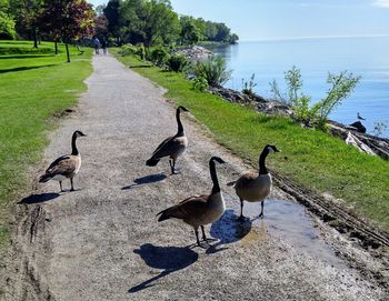 Ducks on lake against sky