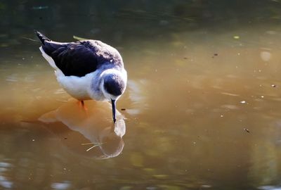 High angle view of duck swimming in lake