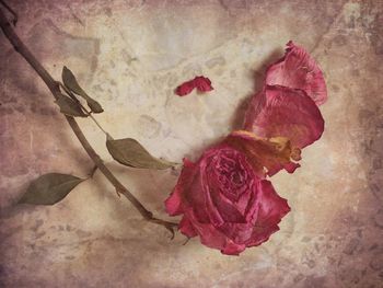 Close-up of pink rose