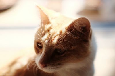 Close-up of cat