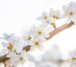 Beautiful white plum tree flowers blossoming during the spring.