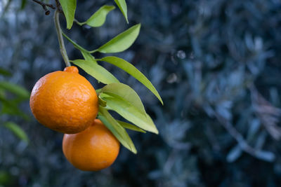 Close-up of orange fruit on tree