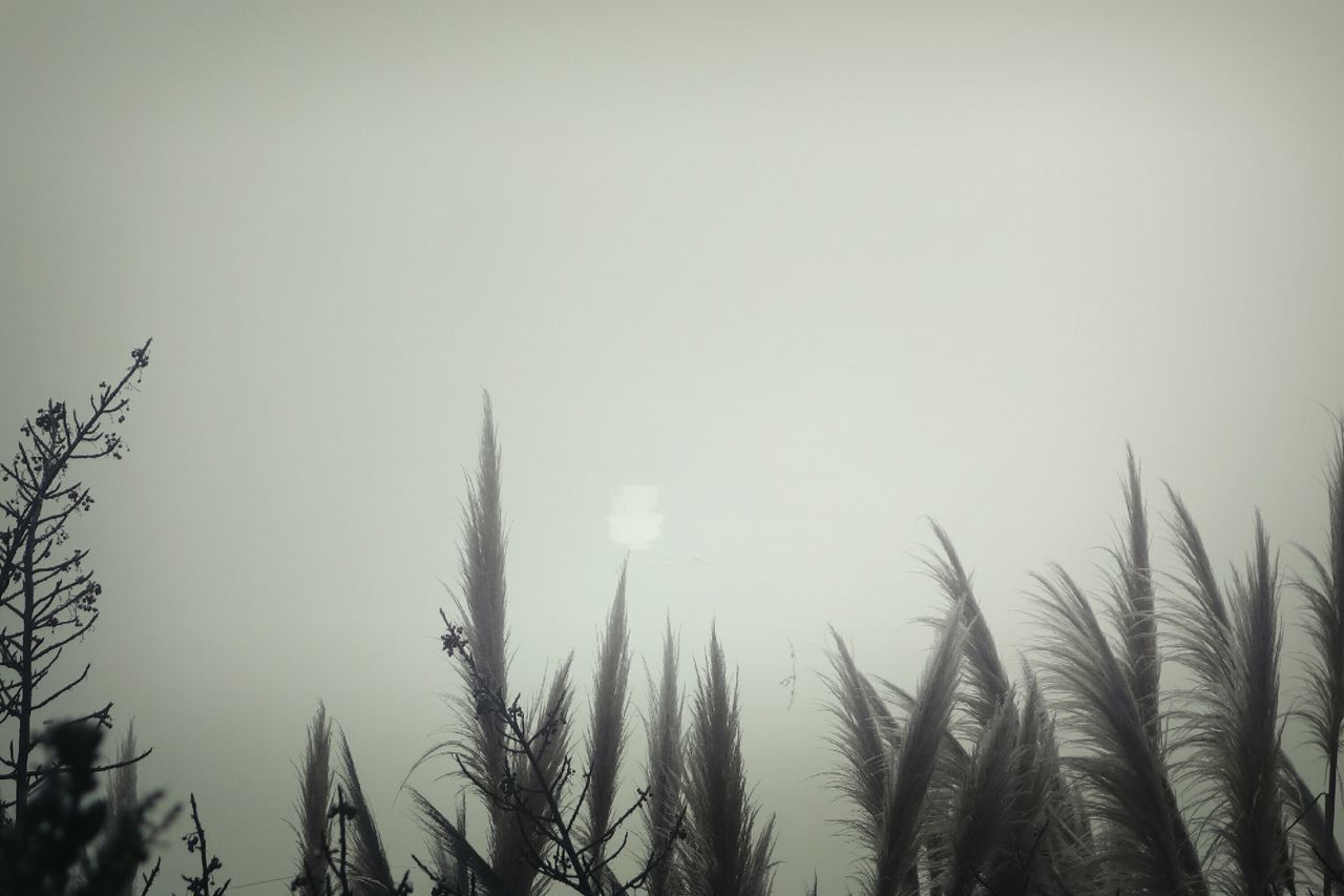 tree, nature, low angle view, sky, growth, no people, tranquility, beauty in nature, outdoors, silhouette, day