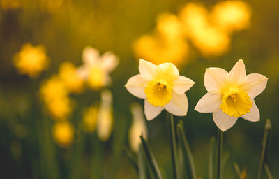 Close-up of yellow flowering plant on field