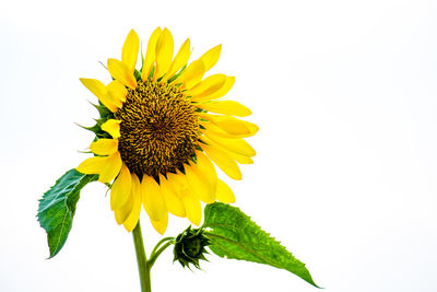 Close-up of sunflower against white background