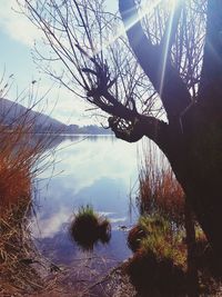 Reflection of trees in lake against sky