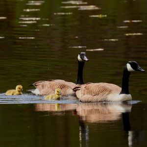 Ducks swimming in lake