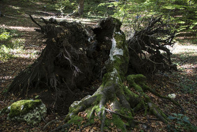 Tree stump in forest