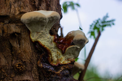 Close-up of mushroom on tree trunk