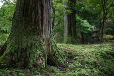 Scenic view of forest
