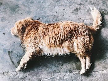 High angle view of dog on footpath