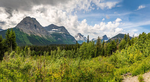 Scenic view of pine trees and mountains against sky