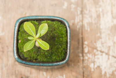 Close-up of young bonsai tree