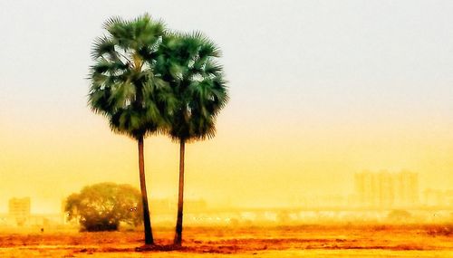 Palm trees against clear sky during sunset