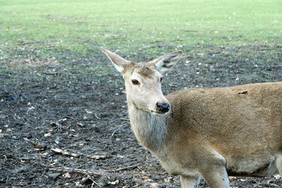 Portrait of deer standing on field