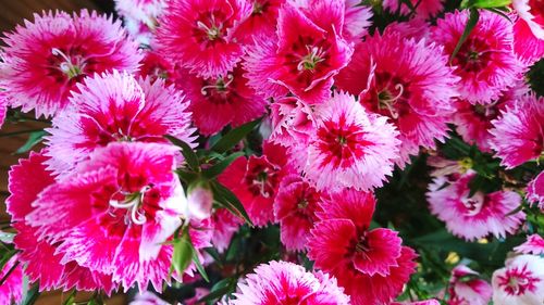 Close-up of flowers blooming outdoors