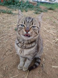 Portrait of tabby cat on field