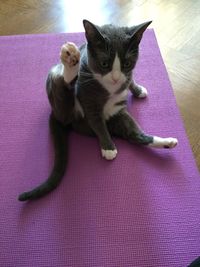 Cat lying on carpet