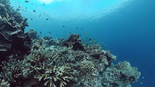 Fish swimming in sea