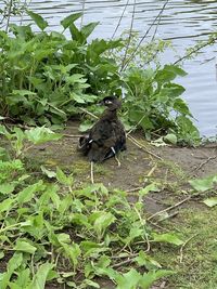 Mallard duck